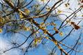 هاماملیس چینی